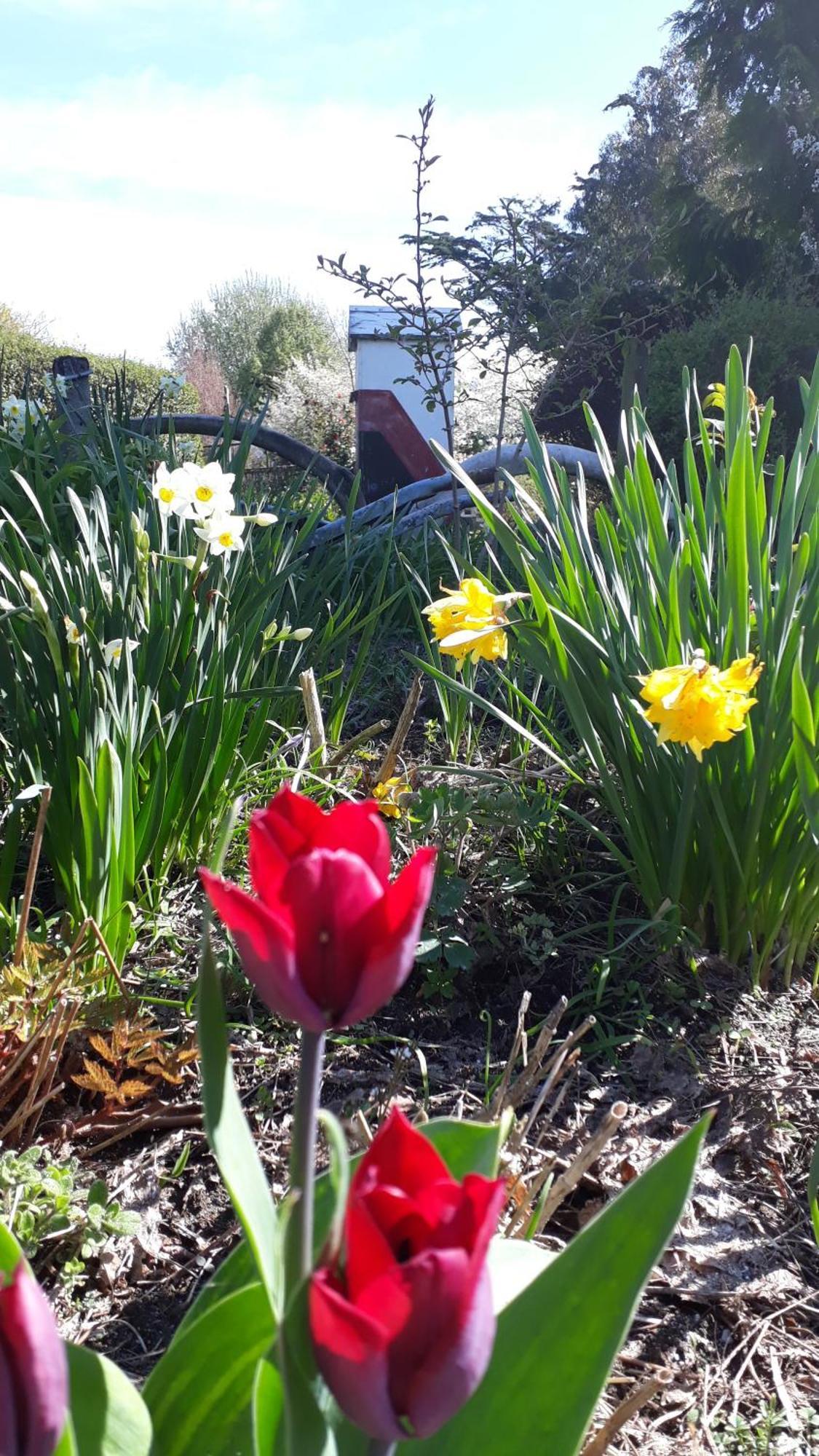 Folster Gardens Bed And Breakfast Invercargill Dış mekan fotoğraf